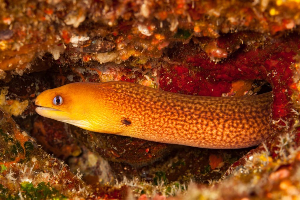 How do eels reproduce